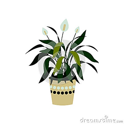 Vector illustration of a spathiphyllum isolated on white. Home plant in a pot. Interior design element Vector Illustration