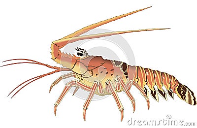 Spiny Lobster Illustration Vector Illustration