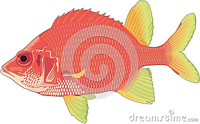 Spiny Squirrelfish Illustration Vector Illustration