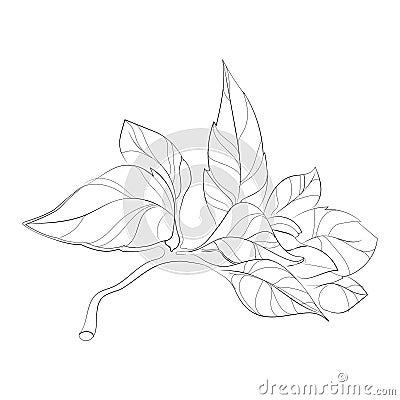 Vector illustration of a sprig of basil. A bunch of basil leaves. Seasoning. Stylized plant. Linear Art. Vector Illustration
