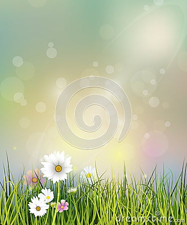 Vector illustration Spring nature field with green grass, white Gerbera, Daisy flowers and wildflowers Vector Illustration