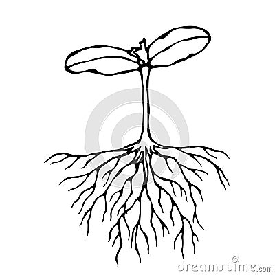 Vector Illustration of Sprout with Three Leves and Roots. Seedling, Shoot, Gardening Plant. Trees, Flowers, Vegetables Cucumber, Z Stock Photo