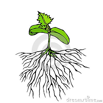 Vector Illustration of Sprout with Three Leves and Roots. Seedling, Shoot, Gardening Plant. Trees, Flowers, Vegetables Cucumber, Z Stock Photo