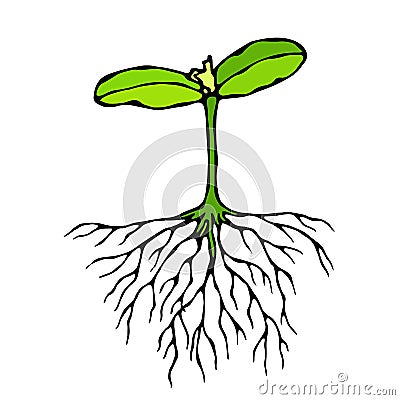 Vector Illustration of Sprout with Three Leves and Roots. Seedling, Shoot, Gardening Plant. Trees, Flowers, Vegetables Cucumber, Z Stock Photo