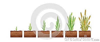 Vector illustration of stages of wheat seed growth. Cycle of growth of a wheat plant on a white background, organic Vector Illustration