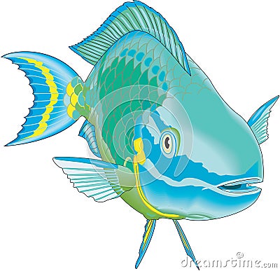 Stoplight Parrotfish Illustration Vector Illustration