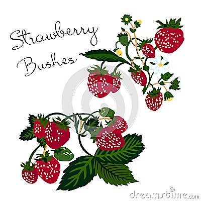 Vector illustration of strawberry bushes on white background Cartoon Illustration