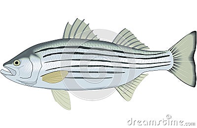 Striped Bass Illustration Vector Illustration