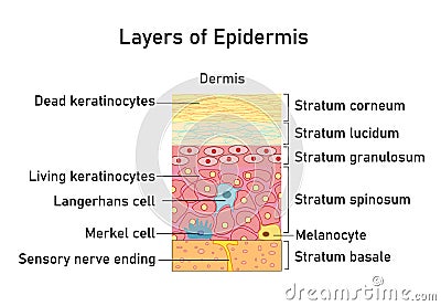 Vector illustration with structure of dermis for medical and educational pictures isolated Vector Illustration