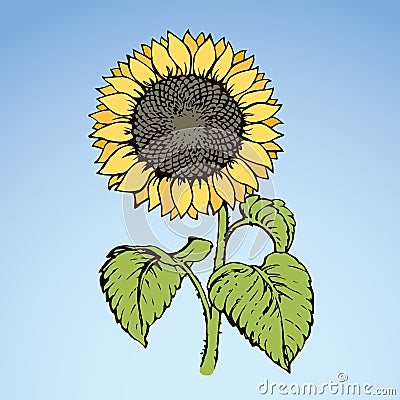 Vector illustration. Sunflower Vector Illustration