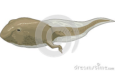 Tadpole Swimming Illustration Vector Illustration