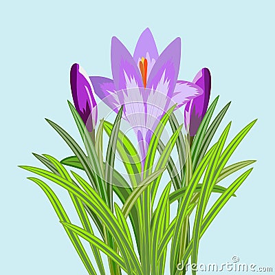 Vector illustration of three crocus flowers. Crocus with buds and flower with petals and stems around on the sides. Vector Vector Illustration
