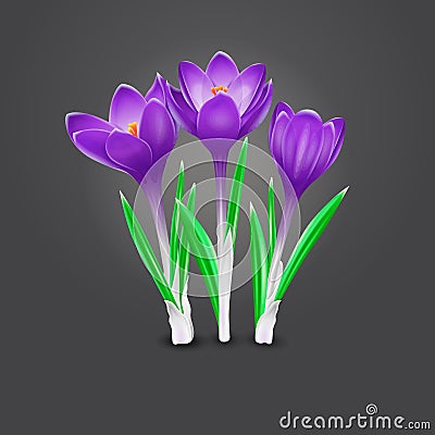 Vector illustration of three crocus flowers Vector Illustration