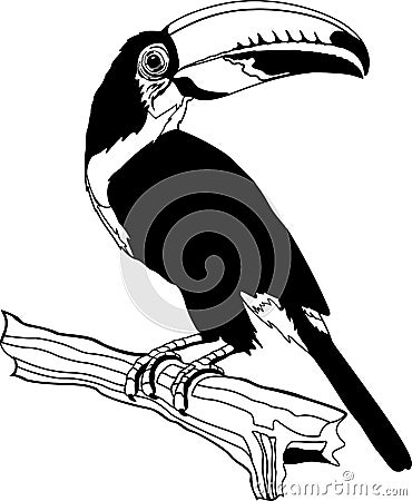 Toco Toucan Illustration Vector Illustration