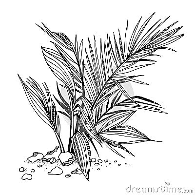 Vector illustration of topical palms Vector Illustration