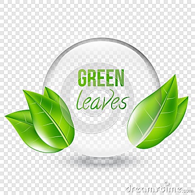 Vector illustration of transparent shere with green leaves for design, business cards. Transparent background. Vector Illustration