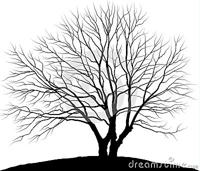 Vector illustration tree. Silhouette oak without leaves Vector Illustration