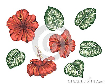 Vector illustration of tropical hibiscus with monstera leaves isolated on white background Vector Illustration