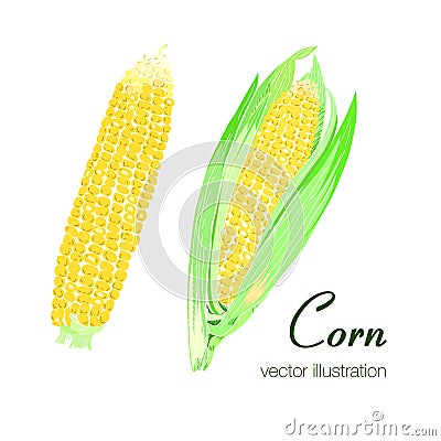 Vector illustration of two colorful corns Cartoon Illustration
