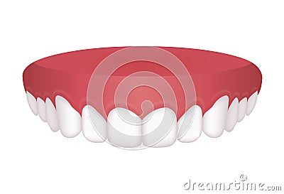 Vector illustration of upper dentition normal teeth Vector Illustration