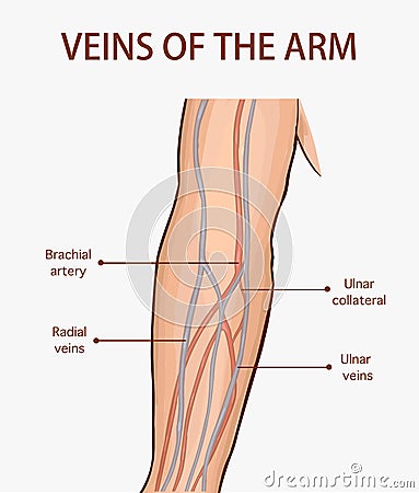 Vector illustration of a veins of the arm Vector Illustration