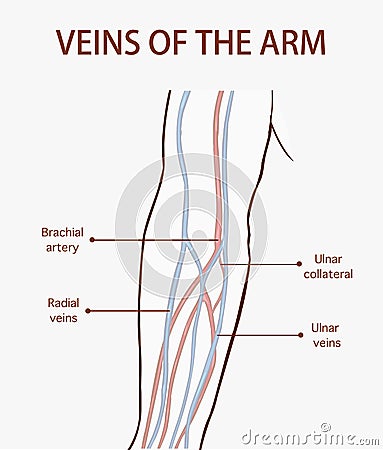 Vector illustration of a veins of the arm Vector Illustration