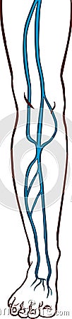 Vector illustration of a The veins of the foot Vector Illustration