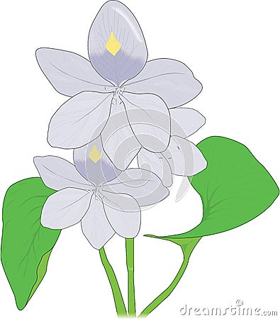 Water Hyacinth Vector Illustration Vector Illustration