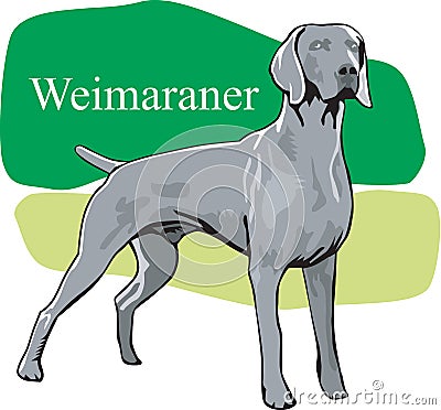 Weimaraner Vector Illustration Vector Illustration