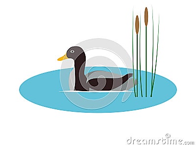 Vector illustration wild duck in pond with reeds Vector Illustration