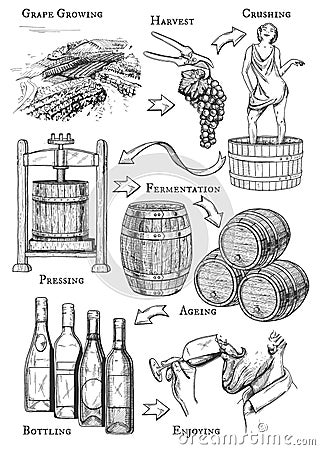 Wine making process Vector Illustration