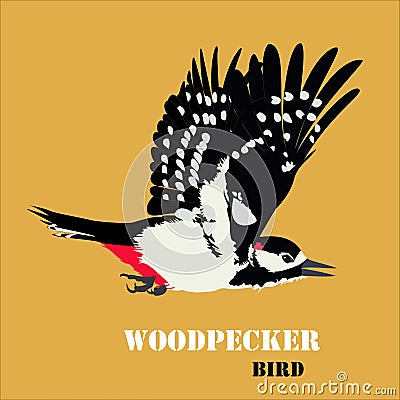 Vector illustration of woodpecker bird Cartoon Illustration