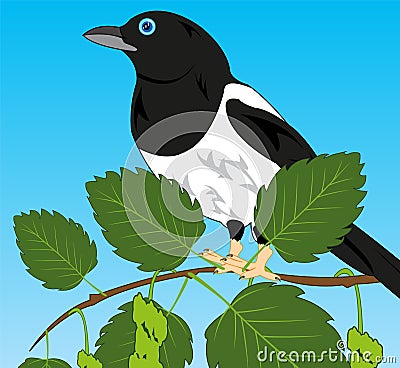 Bird magpie sits on branch tree birch Vector Illustration