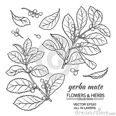 Yerba mate vector set Vector Illustration