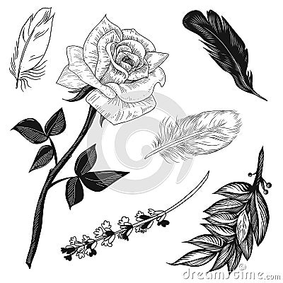 Vector illustratione rose, lavender, feathers and bay leaves set black and white isolated on white background for advertising Vector Illustration