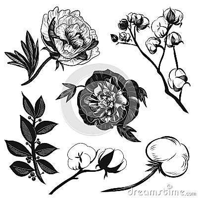 Vector illustratione peonies, cotton and bay leaves set black and white isolated on white background for advertising Vector Illustration