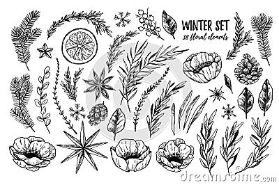 Vector illustrations - Winter floral set flowers, leaves Vector Illustration