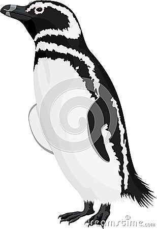 Vector Magellanic penguin from Falkland Islands. Vector Illustration