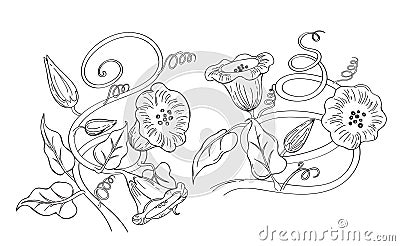 Vector illustrator of morning glory flower. Cartoon Illustration