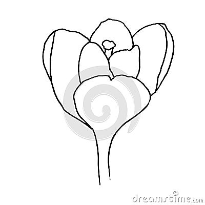 Vector illustration of crocus, great design for any purposes. Outline flowers. Greeting minimalistic card design. Vector Illustration