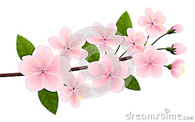 Vector image of a branch of blossoming cherry or sakura Stock Photo