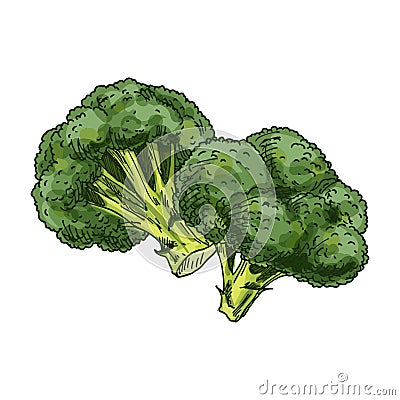 Vector image of broccoli plant. Vegetable sketch. Vector Illustration