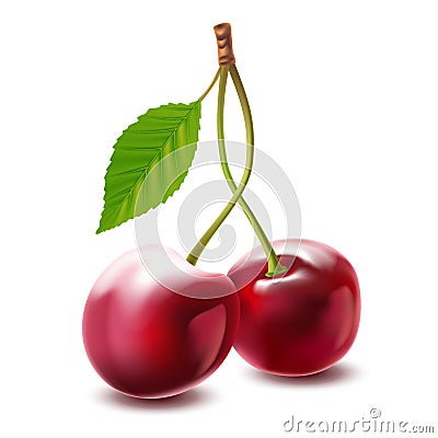 Vector image cherries isolated on white background Vector Illustration