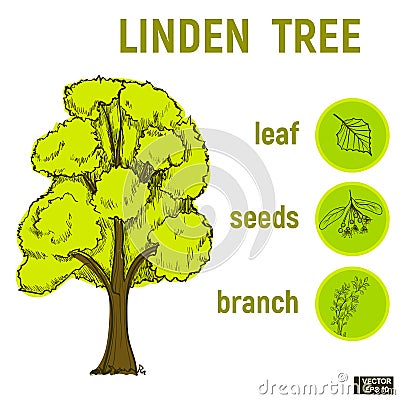 Sketch of a green Linden Vector Illustration