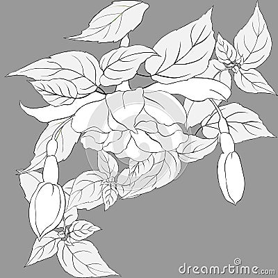 Vector image. Fuchsia. Decorative composition of flowers, buds and leaves. Wallpaper. Use printed materials, signs, posters, postc Vector Illustration