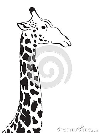 Vector image of an giraffe head Vector Illustration