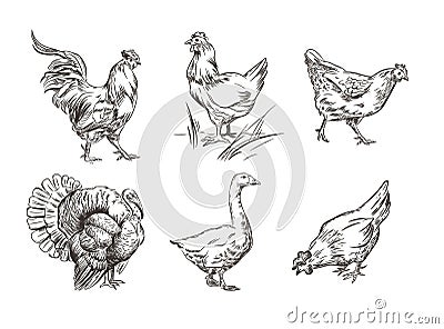 A set of images of domestic birds. Rooster, turkey, hens and goose. Sketch graphics. Vector Illustration