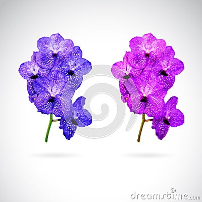 Vector image of orchid flower Vector Illustration