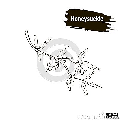 Outline berry, honeysuckle sketch Stock Photo