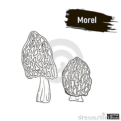 Outline mushrooms, morel sketch Stock Photo